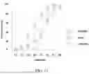 Fig. 12 - METHODS OF PRODUCING HUMAN RPE CELLS AND PHARMACEUTICAL PREPARATIONS OF HUMAN RPE CELLS
