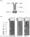 Fig. 02 - GAMMA DELTA T-CELL COSTIMULATION