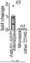 Fig. 09 - Astrocyte Interleukin-3 Reprograms Microglia and Limits Alzheimer`s Disease