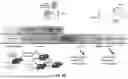 Fig. 33 - MRNA therapeutic compositions