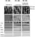 Fig. 22 - SKIN MICROENVIRONMENT TARGETED DELIVERY FOR PROMOTING IMMUNE AND OTHER RESPONSES