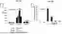 Fig. 41 - SKIN MICROENVIRONMENT TARGETED DELIVERY FOR PROMOTING IMMUNE AND OTHER RESPONSES