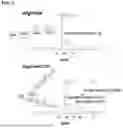 Fig. 07 - SPONTANEOUS RESPIRATORY BIOMATERIAL FOR TISSUE ENGINEERING