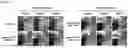 Fig. 09 - SPONTANEOUS RESPIRATORY BIOMATERIAL FOR TISSUE ENGINEERING