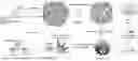 Fig. 01 - IMMUNOADJUVANT-BASED HYDROGEL COMPOSITION AND USE THEREOF