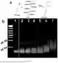 Fig. 04 - IMMUNOADJUVANT-BASED HYDROGEL COMPOSITION AND USE THEREOF