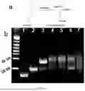 Fig. 05 - IMMUNOADJUVANT-BASED HYDROGEL COMPOSITION AND USE THEREOF