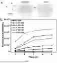 Fig. 06 - IMMUNOADJUVANT-BASED HYDROGEL COMPOSITION AND USE THEREOF