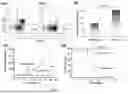 Fig. 09 - IMMUNOADJUVANT-BASED HYDROGEL COMPOSITION AND USE THEREOF