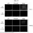 Fig. 08 - PROTEIN FUSED WITH MOLECULE CAPABLE OF BINDING TO IMMUNE CHECKPOINT MOLECULE AND USE OF SAME