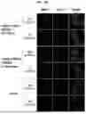 Fig. 09 - PROTEIN FUSED WITH MOLECULE CAPABLE OF BINDING TO IMMUNE CHECKPOINT MOLECULE AND USE OF SAME