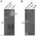 Fig. 01 - Application of MmPI in Preparation of Trypsin Inhibitors