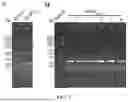 Fig. 02 - Application of MmPI in Preparation of Trypsin Inhibitors