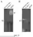 Fig. 05 - Application of MmPI in Preparation of Trypsin Inhibitors