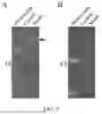 Fig. 06 - Application of MmPI in Preparation of Trypsin Inhibitors