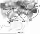 Fig. 04 - PAC1 ANTIBODIES AND USES THEREOF
