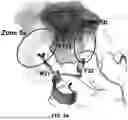 Fig. 06 - PAC1 ANTIBODIES AND USES THEREOF