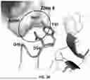Fig. 07 - PAC1 ANTIBODIES AND USES THEREOF