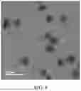 Fig. 09 - QUANTUM DOT STRUCTURE, FORMING METHOD THEREOF AND LIGHT-EMITTING DEVICE INCLUDING THE SAME