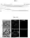Fig. 02 - INFECTED CELL CULTURES
