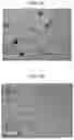 Fig. 08 - INFECTED CELL CULTURES