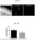 Fig. 09 - INFECTED CELL CULTURES