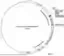 Fig. 08 - SOLUBLE ALKALINE PHOSPHATASE CONSTRUCTS AND EXPRESSION VECTORS INCLUDING A POLYNUCLEOTIDE ENCODING FOR SOLUBLE ALKALINE PHOSPHATASE CONSTRUCTS