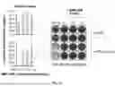 Fig. 12 - SOLUBLE ALKALINE PHOSPHATASE CONSTRUCTS AND EXPRESSION VECTORS INCLUDING A POLYNUCLEOTIDE ENCODING FOR SOLUBLE ALKALINE PHOSPHATASE CONSTRUCTS