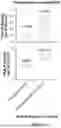 Fig. 24 - SOLUBLE ALKALINE PHOSPHATASE CONSTRUCTS AND EXPRESSION VECTORS INCLUDING A POLYNUCLEOTIDE ENCODING FOR SOLUBLE ALKALINE PHOSPHATASE CONSTRUCTS