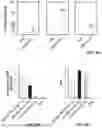 Fig. 31 - SOLUBLE ALKALINE PHOSPHATASE CONSTRUCTS AND EXPRESSION VECTORS INCLUDING A POLYNUCLEOTIDE ENCODING FOR SOLUBLE ALKALINE PHOSPHATASE CONSTRUCTS