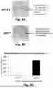 Fig. 06 - METHODS AND COMPOSITIONS FOR MUTAGENESIS SCREENING IN MAMMALIAN CELLS