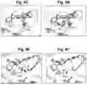 Fig. 14 - METHODS AND COMPOSITIONS FOR MUTAGENESIS SCREENING IN MAMMALIAN CELLS