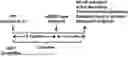 Fig. 01 - METHODS OF TREATING NEURODEGENERATIVE DISORDERS WITH INTRANASAL NF-KAPPAB ESSENTIAL MODIFIER (NEMO)-BINDING DOMAIN (NBD) PEPTIDE
