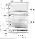 Fig. 06 - METHODS OF TREATING NEURODEGENERATIVE DISORDERS WITH INTRANASAL NF-KAPPAB ESSENTIAL MODIFIER (NEMO)-BINDING DOMAIN (NBD) PEPTIDE