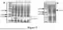 Fig. 03 - HUMAN HERPESVIRUS IMMUNOTHERAPY
