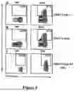 Fig. 14 - HUMAN HERPESVIRUS IMMUNOTHERAPY
