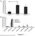 Fig. 17 - HUMAN HERPESVIRUS IMMUNOTHERAPY