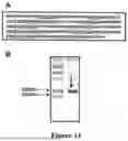 Fig. 18 - HUMAN HERPESVIRUS IMMUNOTHERAPY