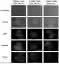 Fig. 01 - Methods and Compositions for Modifying a Mutant Dystrophin Gene in a Cell's Genome