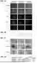 Fig. 02 - Methods and Compositions for Modifying a Mutant Dystrophin Gene in a Cell's Genome