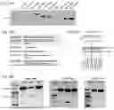 Fig. 06 - Methods and Compositions for Modifying a Mutant Dystrophin Gene in a Cell's Genome