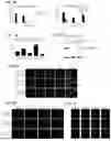 Fig. 09 - Methods and Compositions for Modifying a Mutant Dystrophin Gene in a Cell's Genome