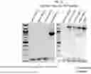 Fig. 22 - Methods and Compositions for Modifying a Mutant Dystrophin Gene in a Cell's Genome
