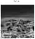 Fig. 09 - MICROPOROUS GRAPHENE OXIDE SHEET, DISPERSION, AND MEMBRANE INCLUDING THE SAME