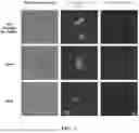 Fig. 18 - MULTIVALENT NANO-'SELF' PEPTIDES AND USES THEREOF