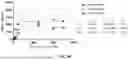 Fig. 22 - MULTIVALENT NANO-'SELF' PEPTIDES AND USES THEREOF