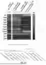 Fig. 27 - MULTIVALENT NANO-'SELF' PEPTIDES AND USES THEREOF