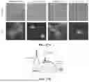 Fig. 40 - MULTIVALENT NANO-'SELF' PEPTIDES AND USES THEREOF