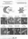 Fig. 42 - MULTIVALENT NANO-'SELF' PEPTIDES AND USES THEREOF