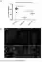 Fig. 08 - ANTIBODY AGAINST SARS-COV-2